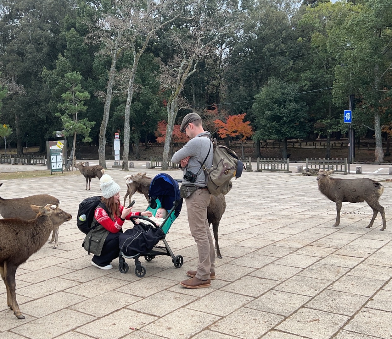 Guests enjoying an encounter with deer