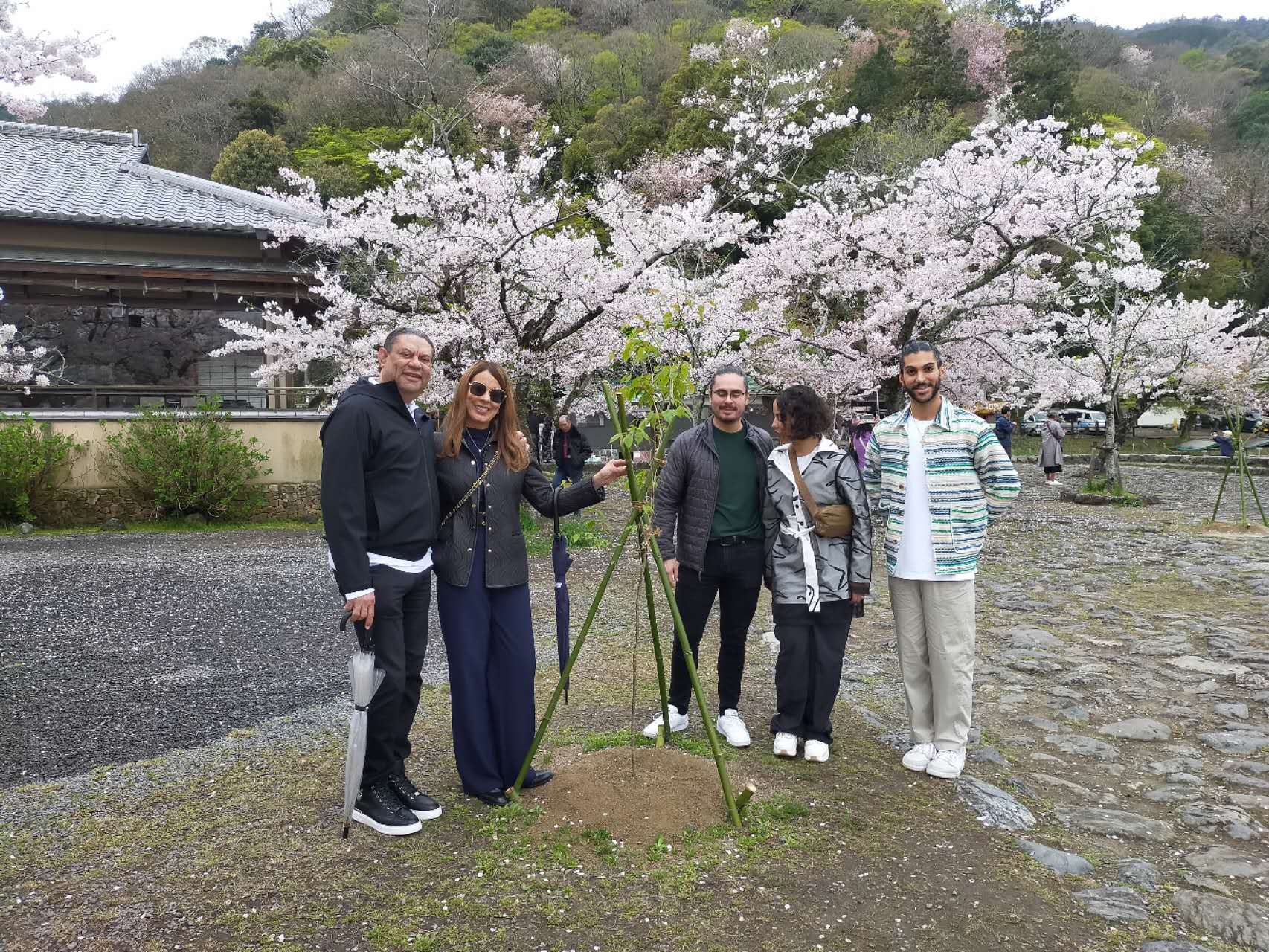 Guests enjoying cherry blossoms in Japan